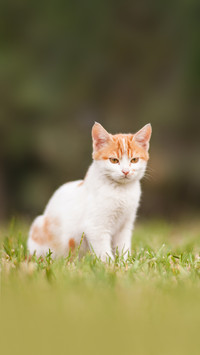 Cute little Turkish van cat