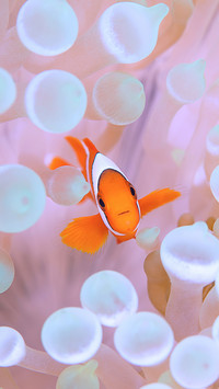 Cute clownfish