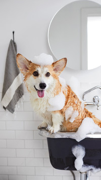 Top 10 taboos for dogs taking a bath
