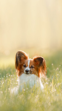 Dog papillon on in a field of flowers