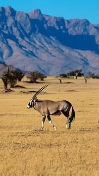 Gemsbok oryx gazella walking in a desert namibnaukluft