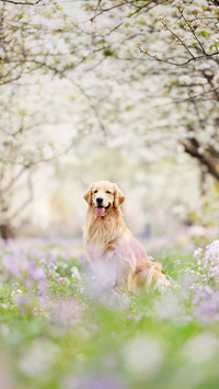 How dogs react to mistakes 17