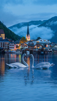 Austrian scenery and swans