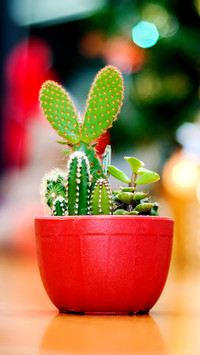 Flowers that are most afraid of watering 52