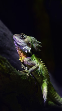 Color Lizard