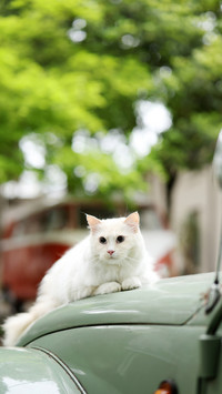 Cats cold knowledge 36