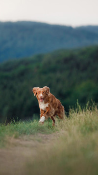 Dog runs across the field in the grass