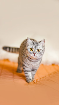 A gray striped Scottish Straight cat looks into the camera