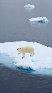 Arctic temperatures skyrocket wearing short sleeves