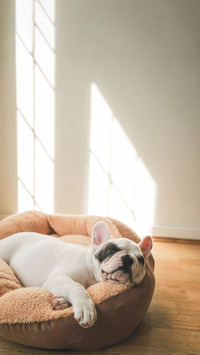 Why is the newborn Bulldog green 1