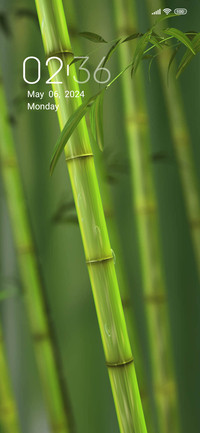 Bamboo Forest
