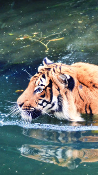 tiger (12)