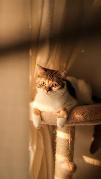 不适合养猫的人