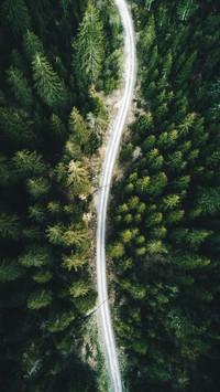 The earth cannot do without trees 5