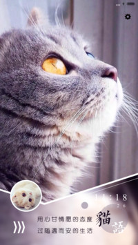 猫之物语喜猫