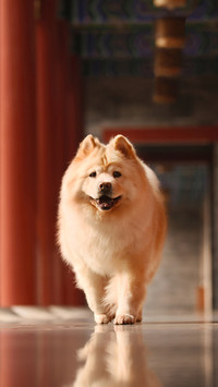 Chinese Native Dog Facing Extinction 5