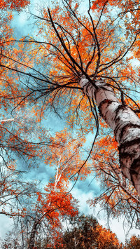 The birch trees in the park