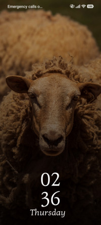 Wool Gaze