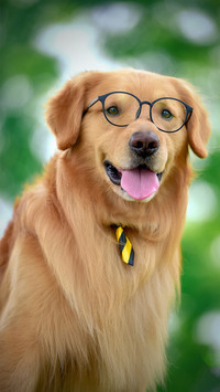 养犬知识你都了解吗