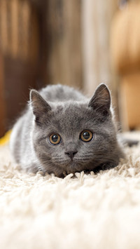 猫：不吃狗粮，只吃醋