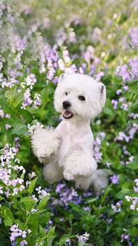 What to do if a dogs ears are dirty