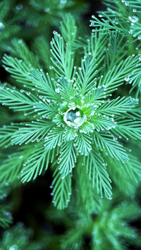 Myriophyllum verticillatum