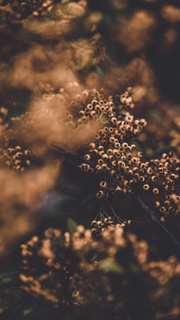 international_plant (4)