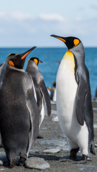 Penguin (1)