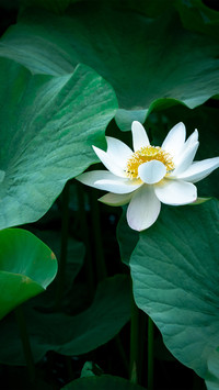 White lotus flowers and dark green lotus leaves
