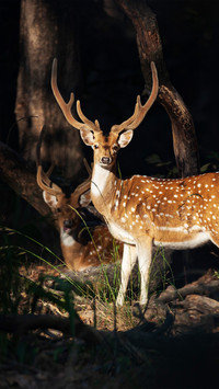 A male deer with downy antlers