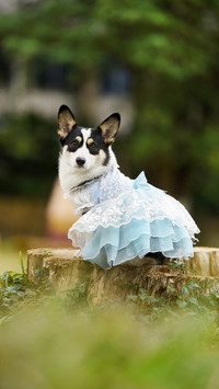 The best time for pet dogs to take a shower 9