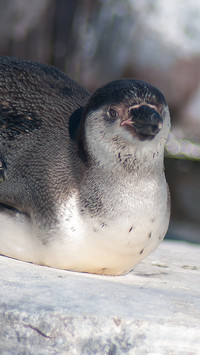 Pingu (5)