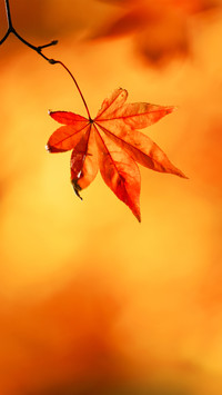 A leaf knows autumn