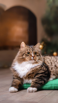 A Cute Cat Lying in The Room