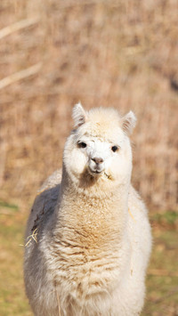 A luxury house suddenly explodes with alpacas