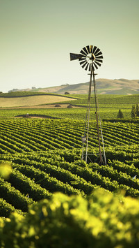 California wine country
