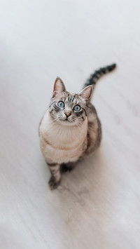 a grey cat with beautiful blue eyes is sitting on the floor