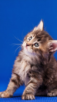 Cute pet-03