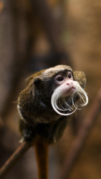 Strange looking animals