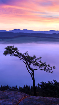 Sunrise Over Misty solitaire tree