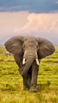 African elephant 53