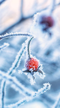冰雪林中著此身