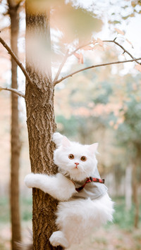 Cat2