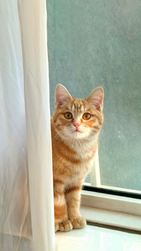 Revealing the memory of cats
