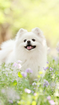 Can the dog understand what youre saying