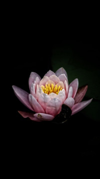 Amoled HD  (13)