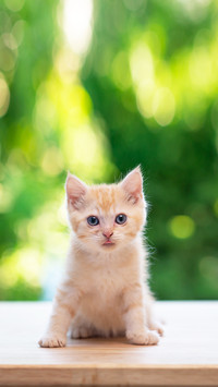 Cute orange kitten sitting and looking at camera
