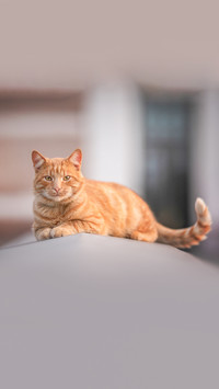 A serious ginger cat with a long tail lies on a stone