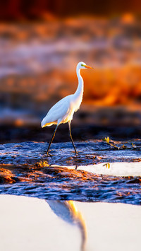 The egret returns home gently treading on the clouds
