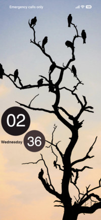 Birds